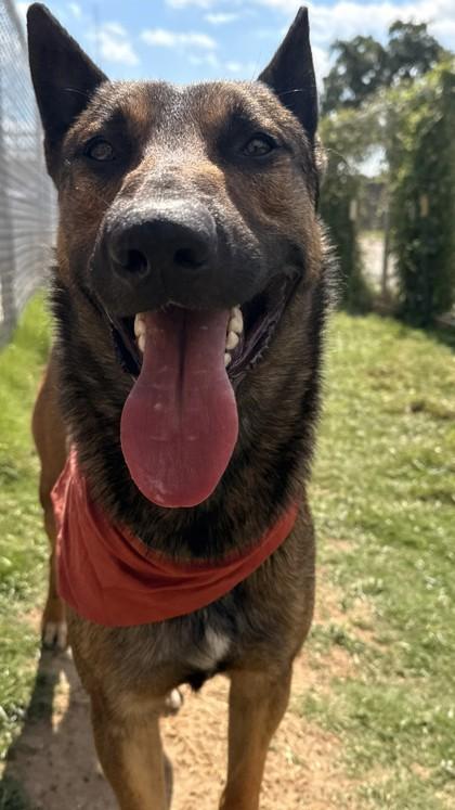 Ron, a Adoptable mixed breed in Balch Springs, TX image 3/3