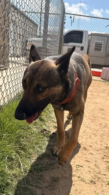 Ron, a Adoptable mixed breed in Balch Springs, TX image 2/3