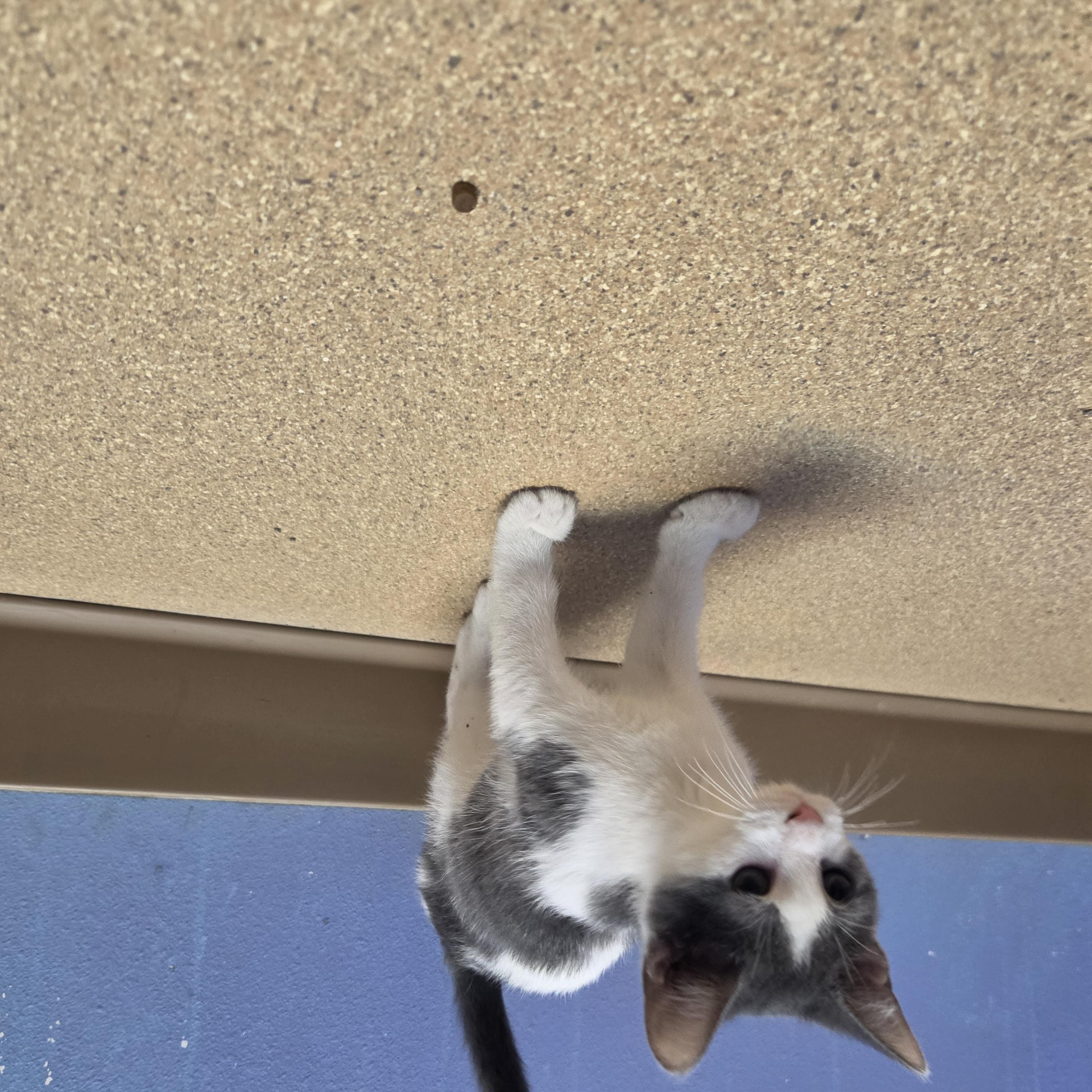 Enlarge Meeko, a Adoptable Domestic Short Hair in Brookings, SD image 2/2