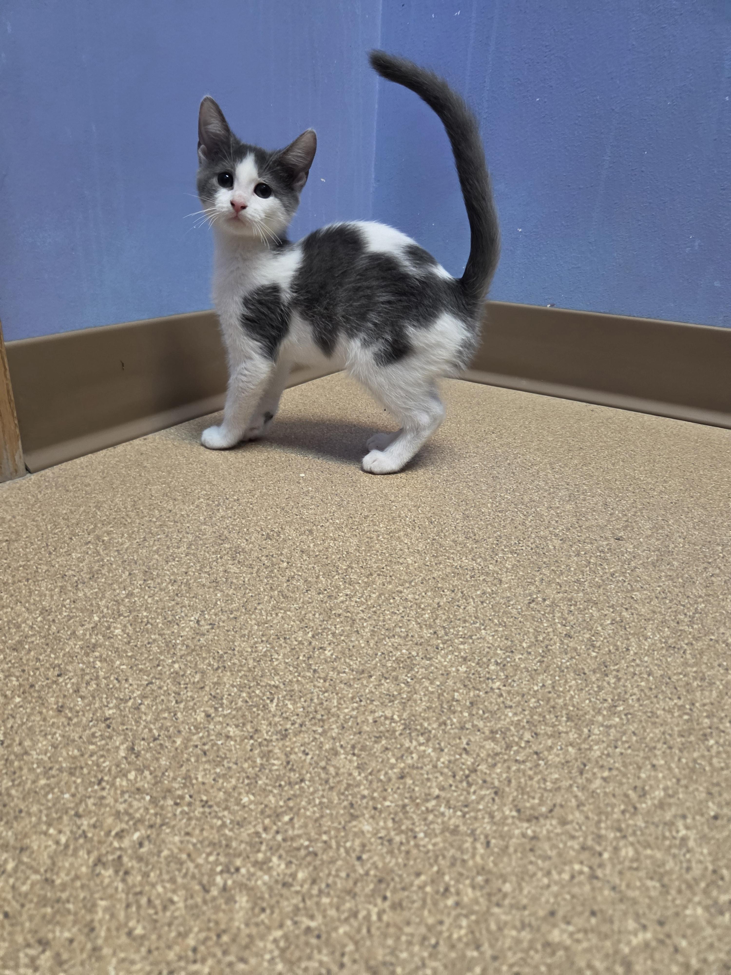 Meeko, Adoptable, Kitten Female Domestic Short Hair.