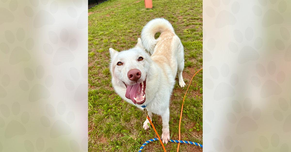 Kida, Adoptable, Adult Female Mixed Breed.