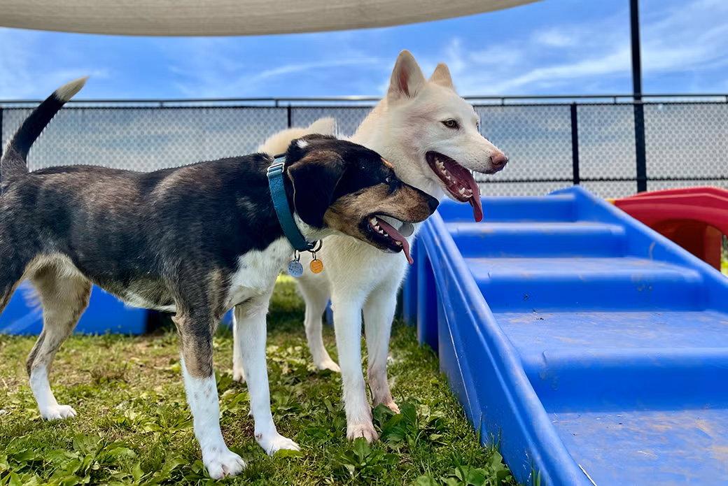 Kida, a Adoptable Mixed Breed in Weaverville, NC image 2/3