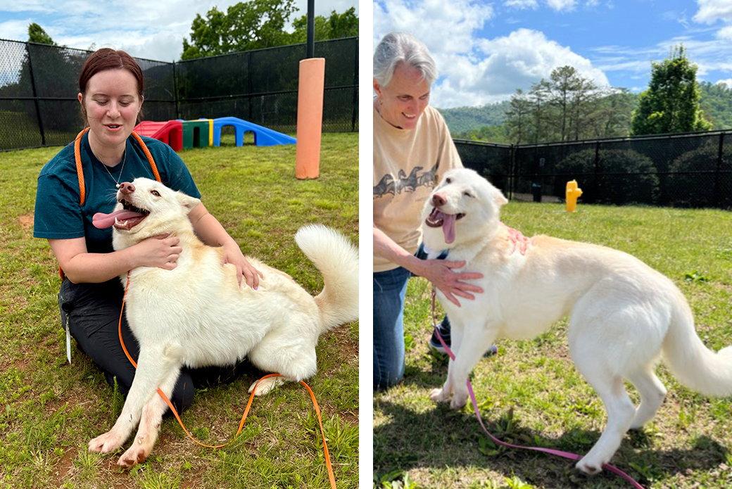 Kida, a Adoptable Mixed Breed in Weaverville, NC image 3/3