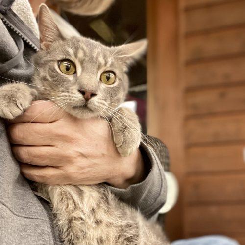 Enlarge Muntz, a Adoptable mixed breed in Knoxville, TN image 1/5