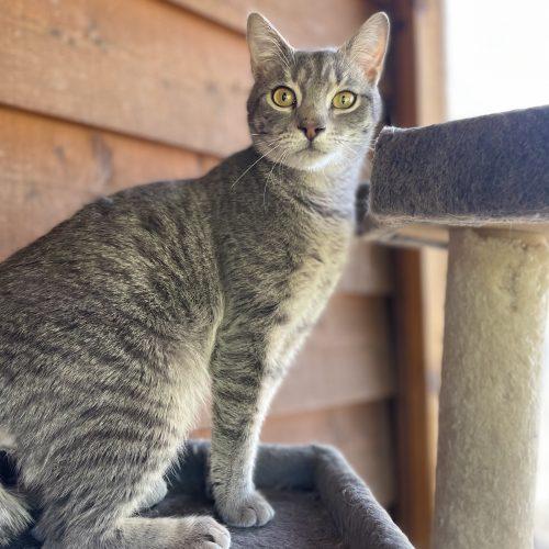 Enlarge Muntz, a Adoptable mixed breed in Knoxville, TN image 2/5