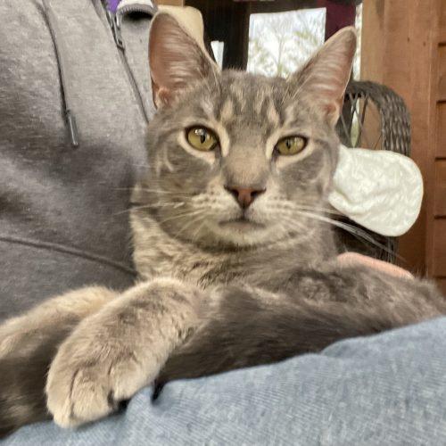 Enlarge Muntz, a Adoptable mixed breed in Knoxville, TN image 3/5