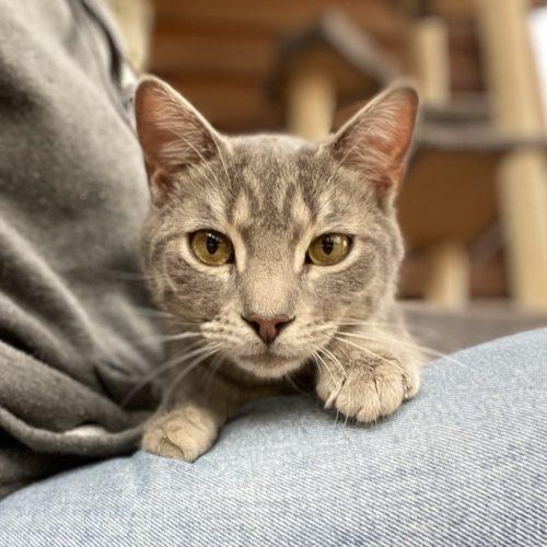 Enlarge Muntz, a Adoptable mixed breed in Knoxville, TN image 4/5