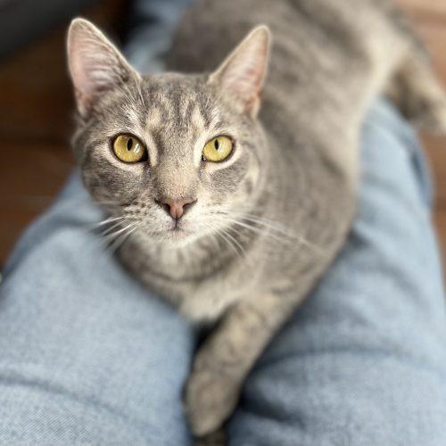 Enlarge Muntz, a Adoptable mixed breed in Knoxville, TN image 5/5