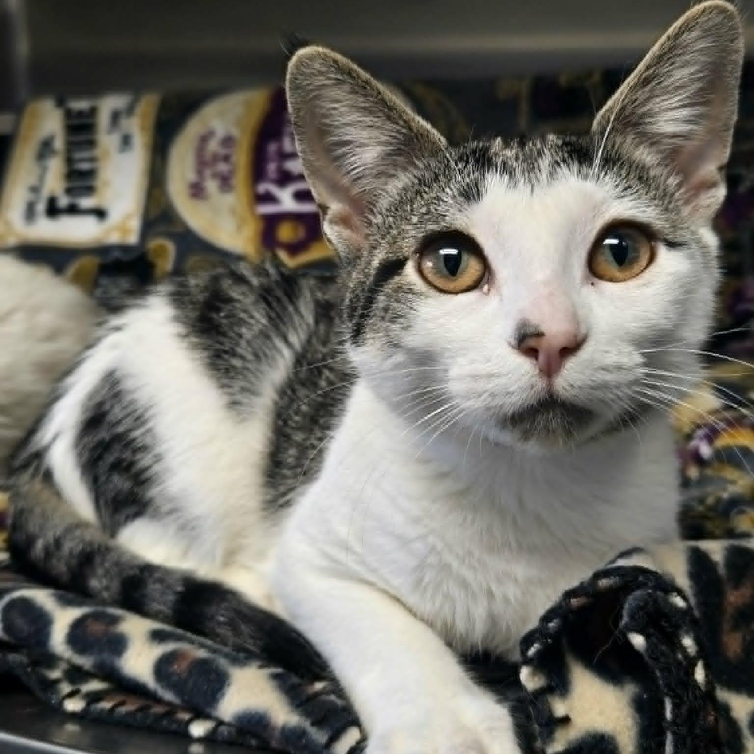 Miracle and Oreo (Bonded Pair), a ADOPTABLE Domestic Medium Hair in Watertown, WI image 3/3