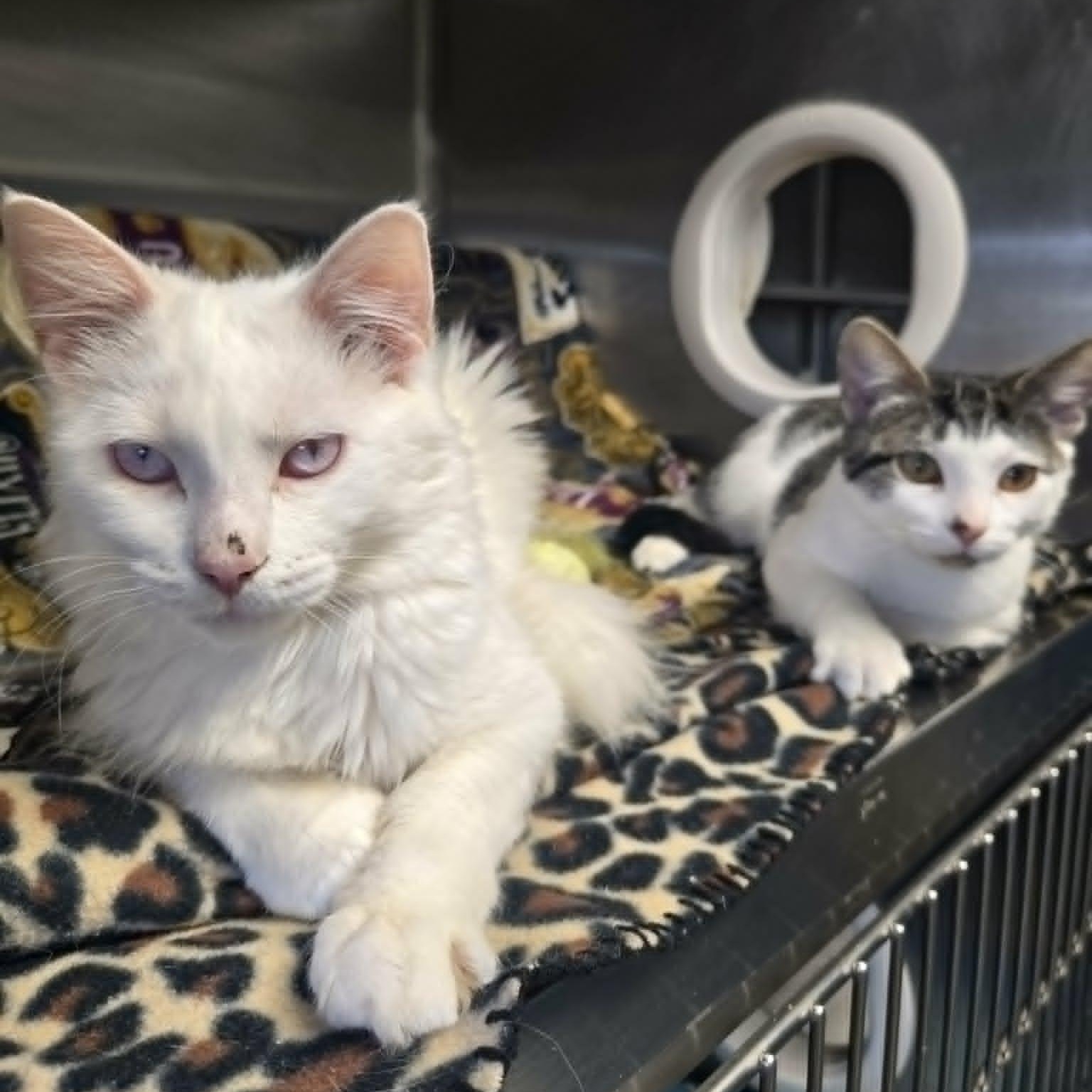 Miracle and Oreo (Bonded Pair), ADOPTABLE, Young Female Domestic Medium Hair.