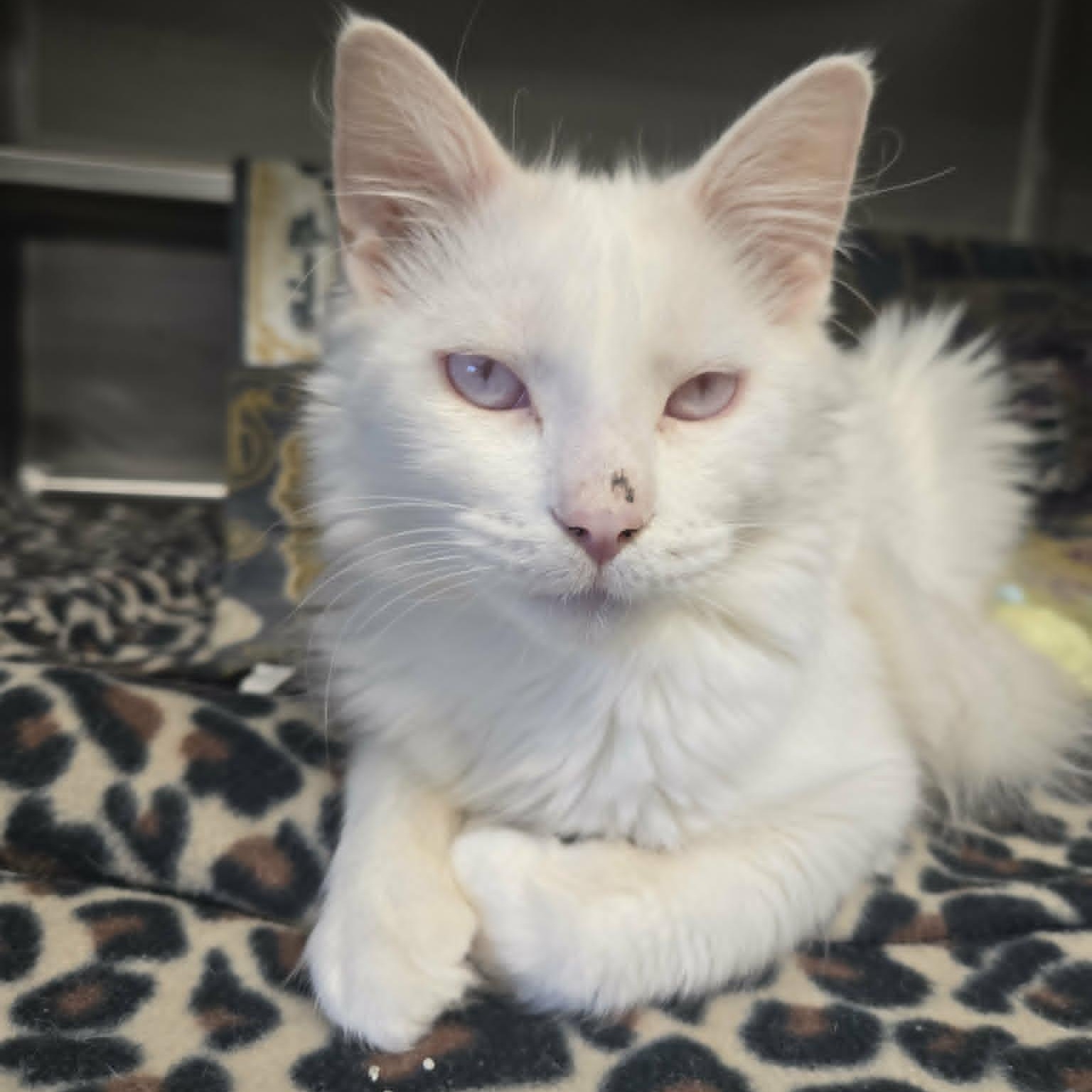 Miracle and Oreo (Bonded Pair), a ADOPTABLE Domestic Medium Hair in Watertown, WI image 2/3