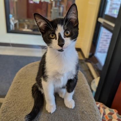 Dr. Doofenshmirtz, Adopted, Kitten Male Domestic Short Hair.