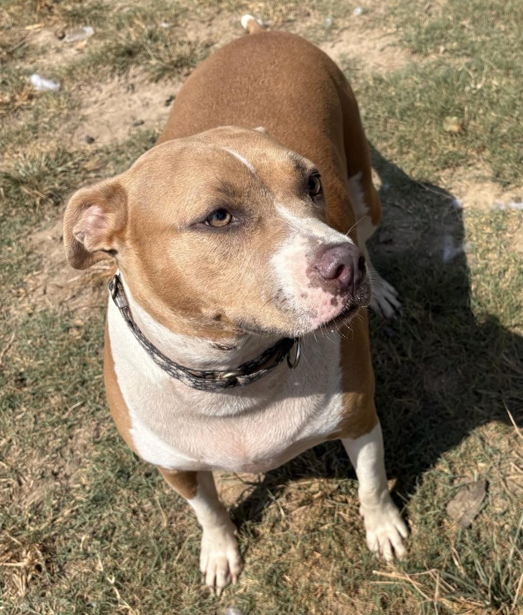 Enlarge Demi, a Adoptable mixed breed in Calera, AL image 5/6