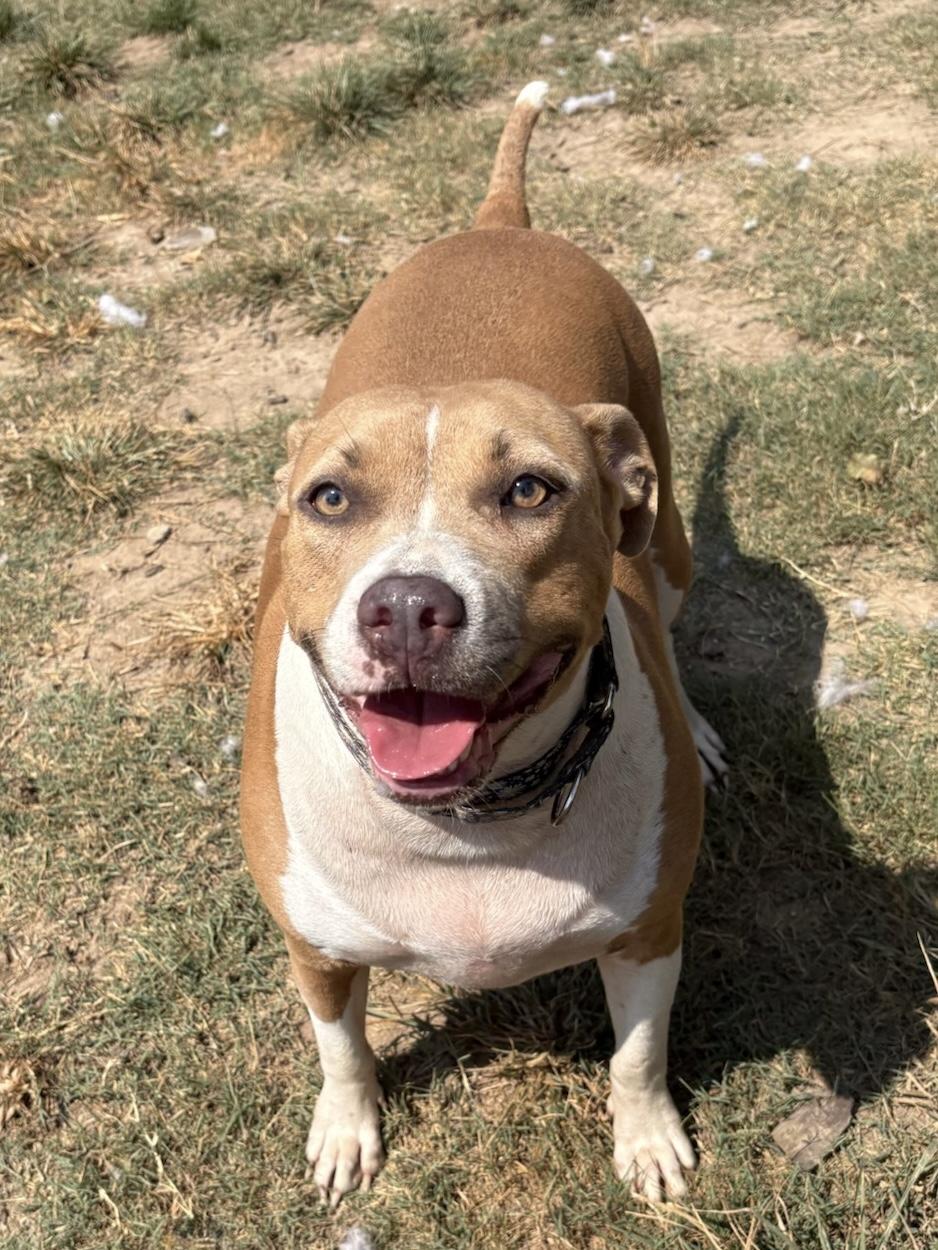 Enlarge Demi, a Adoptable mixed breed in Calera, AL image 2/6
