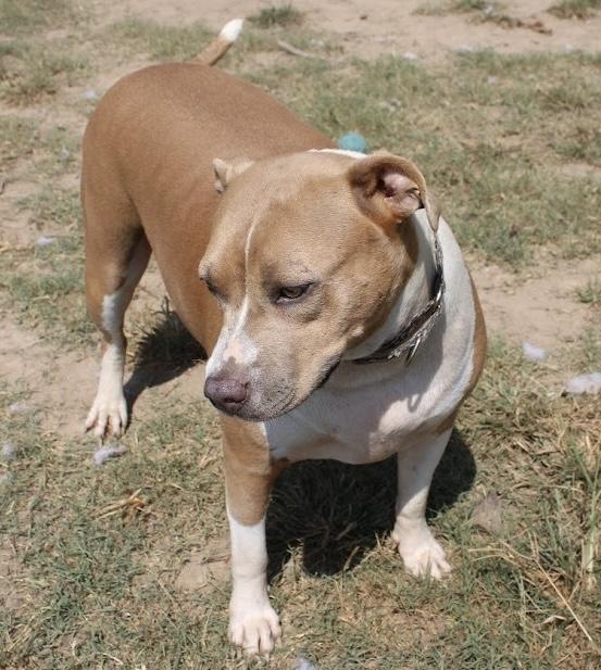 Enlarge Demi, a Adoptable mixed breed in Calera, AL image 4/6