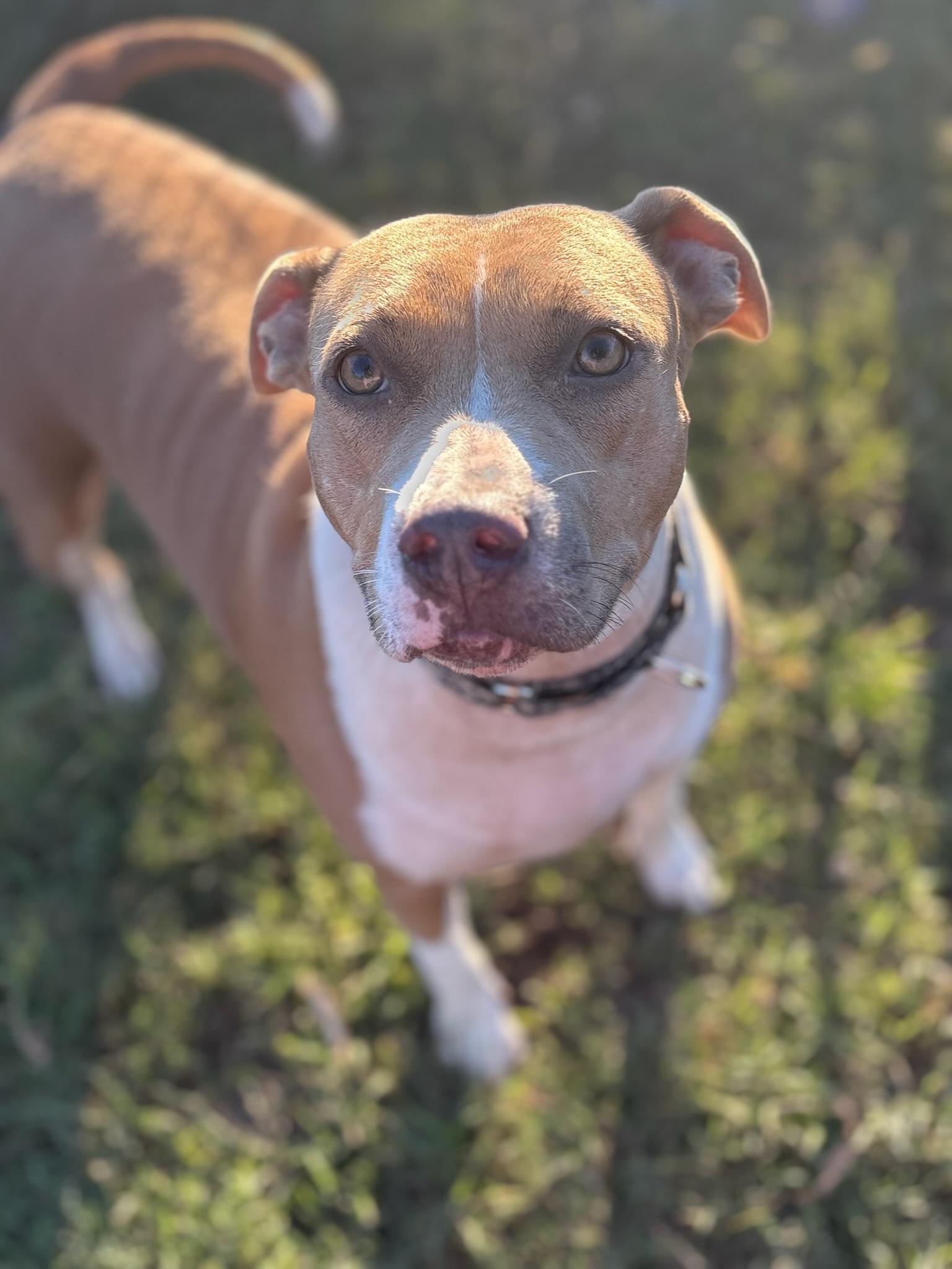 Demi, Adoptable, Adult Female Boxer.