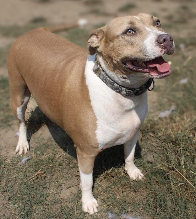 Enlarge Demi, a Adoptable mixed breed in Calera, AL image 3/6