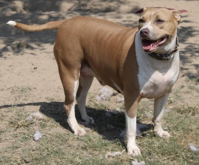 Enlarge Demi, a Adoptable mixed breed in Calera, AL image 6/6
