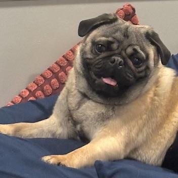 Enlarge Potato, an adopted Pug in Prior Lake, MN image 1/6