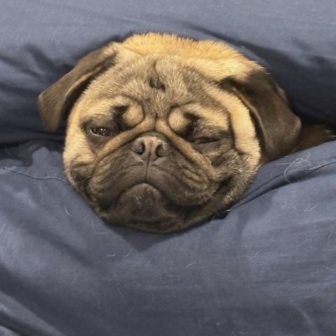 Enlarge Potato, an adopted Pug in Prior Lake, MN image 5/6