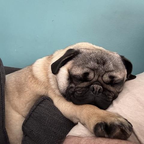 Enlarge Potato, an adopted Pug in Prior Lake, MN image 3/6