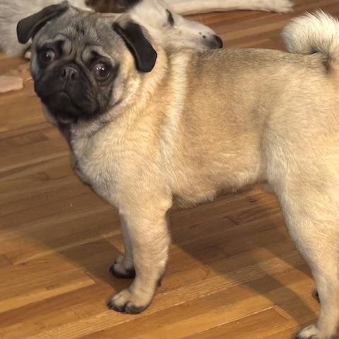 Enlarge Potato, an adopted Pug in Prior Lake, MN image 2/6