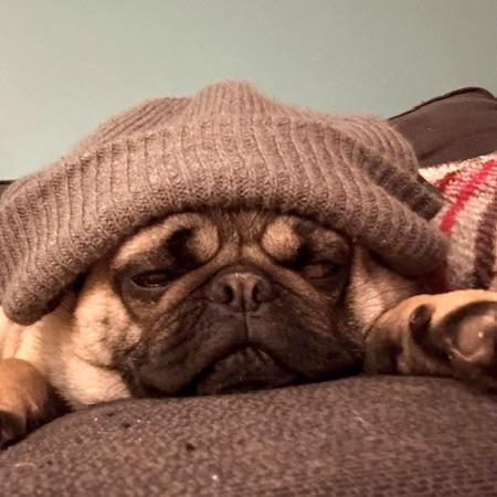 Enlarge Potato, an adopted Pug in Prior Lake, MN image 6/6