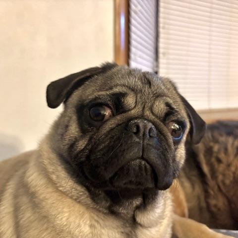 Enlarge Potato, an adopted Pug in Prior Lake, MN image 4/6
