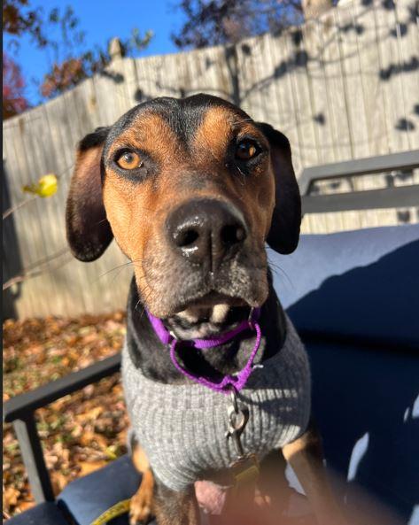 Enlarge Holly Abingdon, a Adoptable mixed breed in Waldorf, MD image 2/5