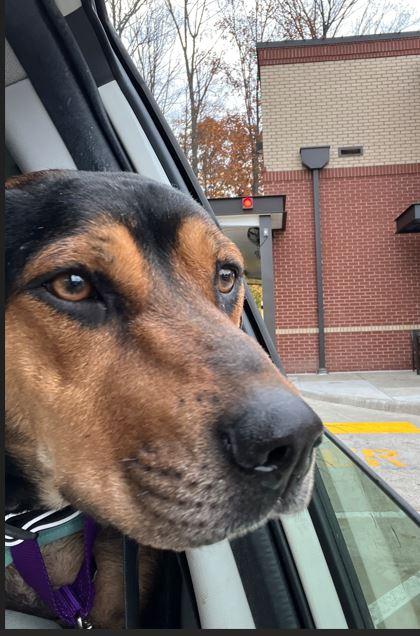 Enlarge Holly Abingdon, a Adoptable mixed breed in Waldorf, MD image 3/5