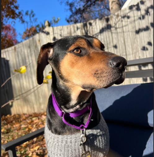 Enlarge Holly Abingdon, a Adoptable mixed breed in Waldorf, MD image 4/5