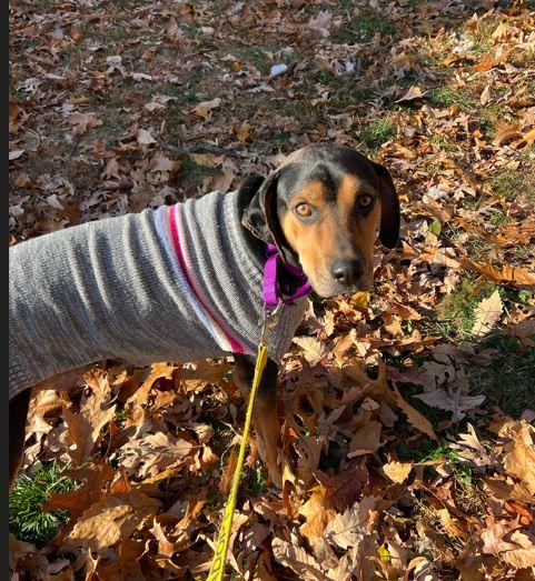 Enlarge Holly Abingdon, a Adoptable mixed breed in Waldorf, MD image 5/5