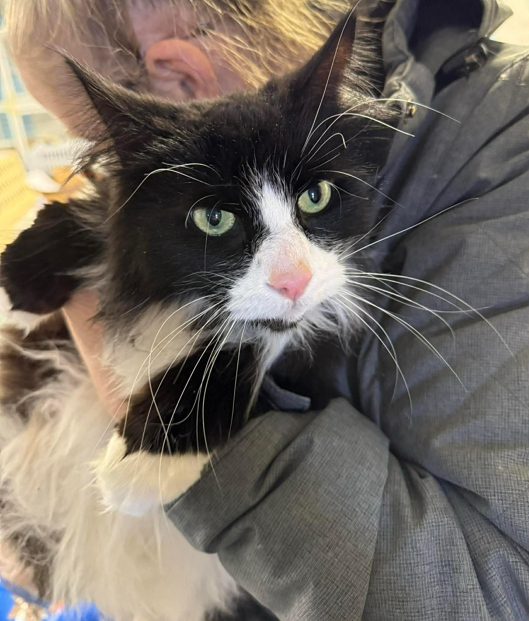 Chopra, adopted, Adult Male Domestic Long Hair.