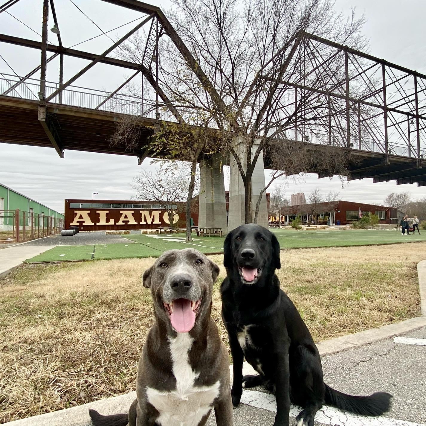 Stallone, a Adoptable mixed breed image 3/6