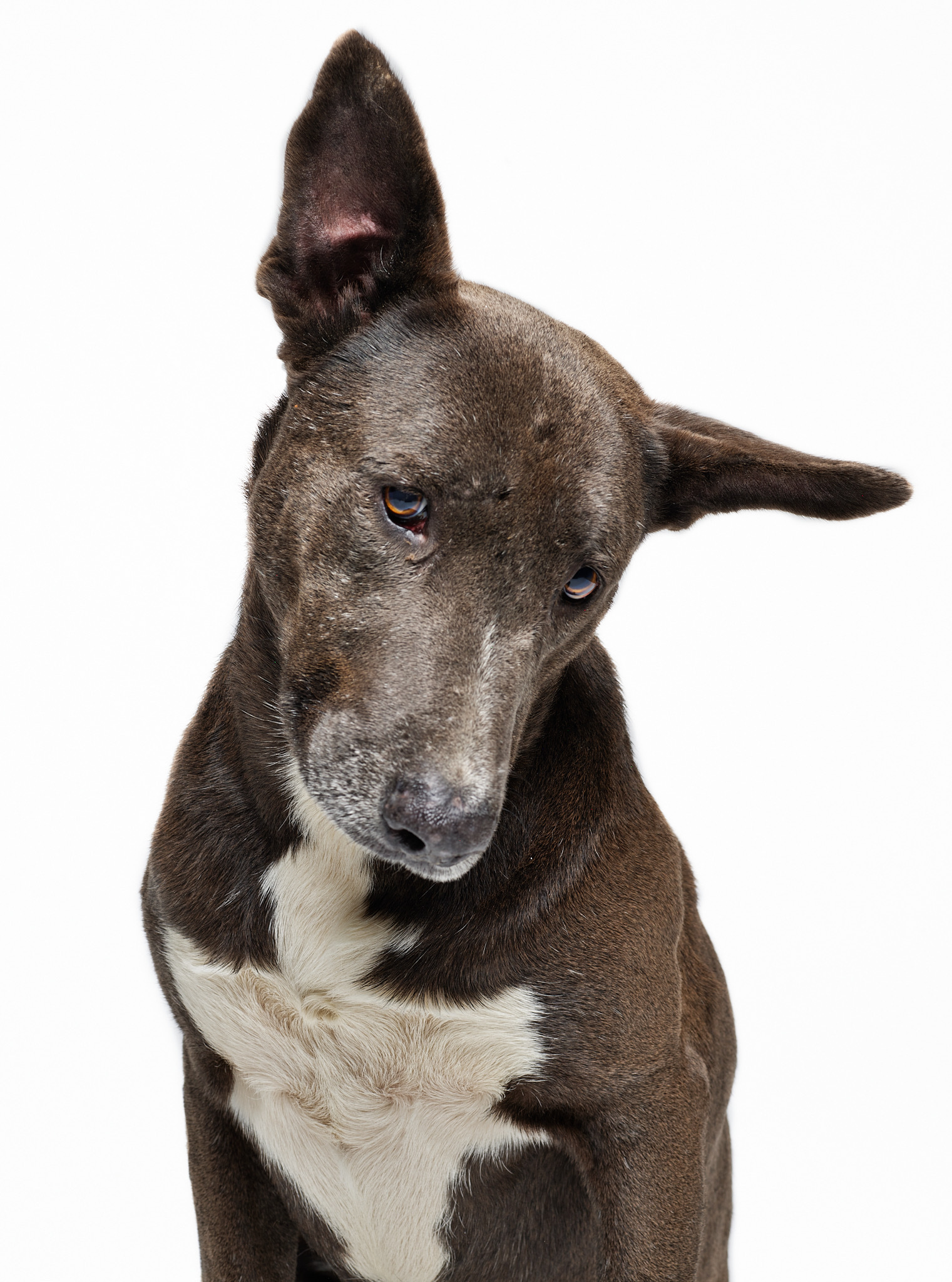 Stallone, a Adoptable mixed breed image 4/6