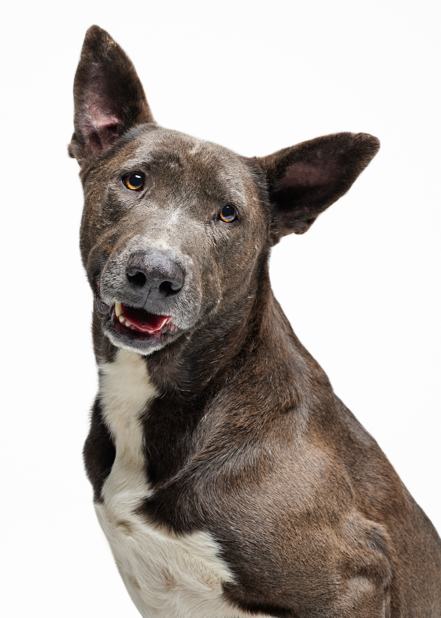 Stallone, Senior Male Australian Kelpie