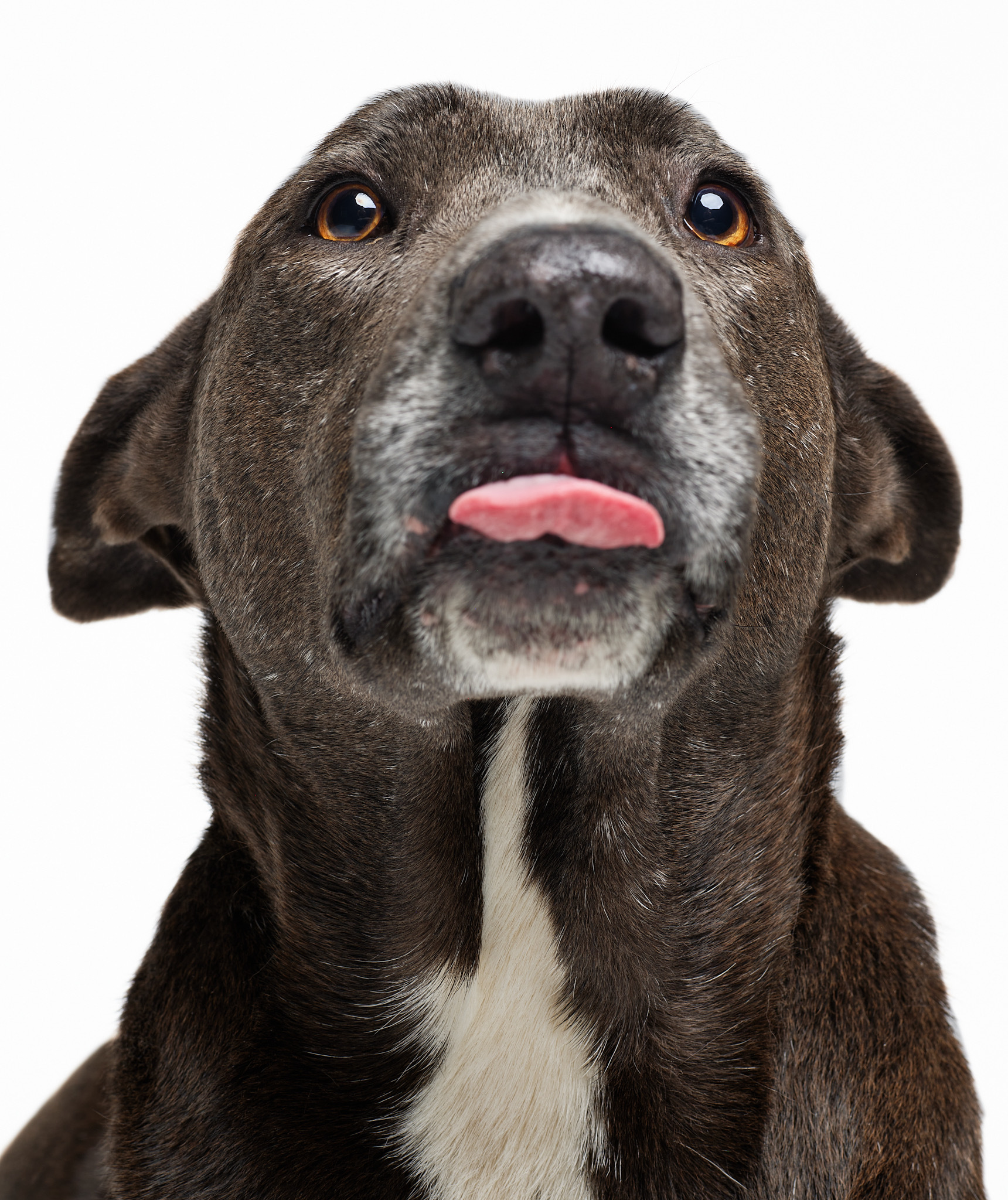 Stallone, a Adoptable mixed breed image 6/6