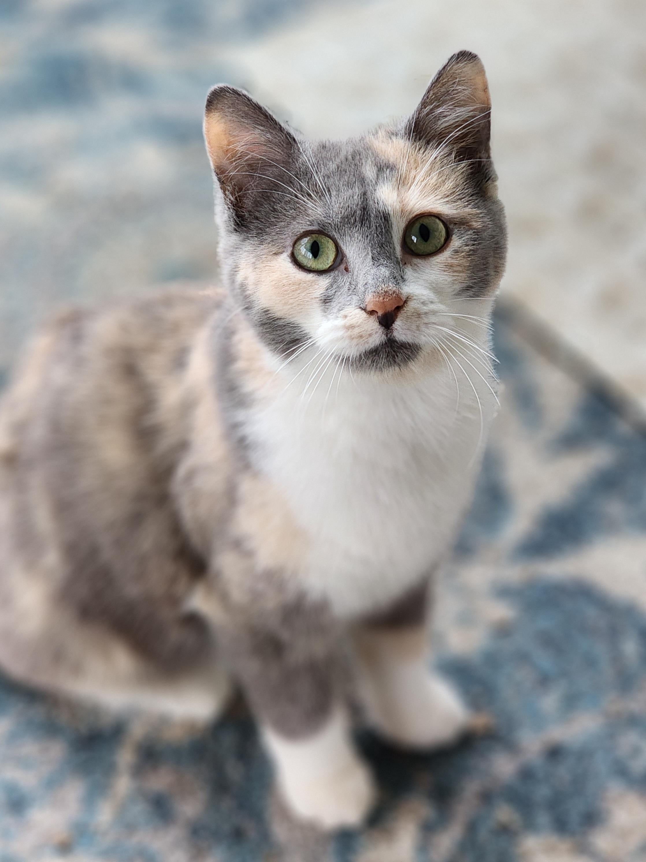 Enlarge Nia, an adopted Dilute Calico in Bristol, TN image 1/4