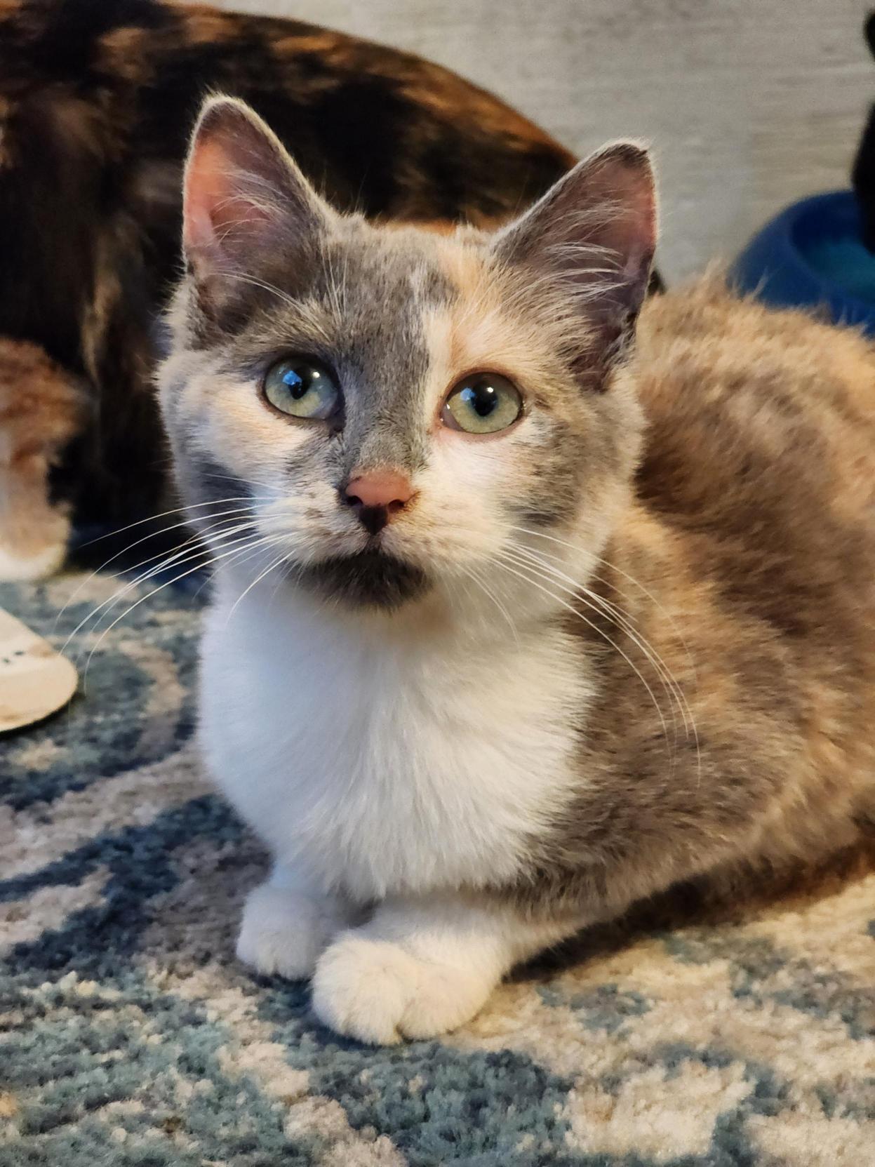 Enlarge Nia, an adopted Dilute Calico in Bristol, TN image 3/4