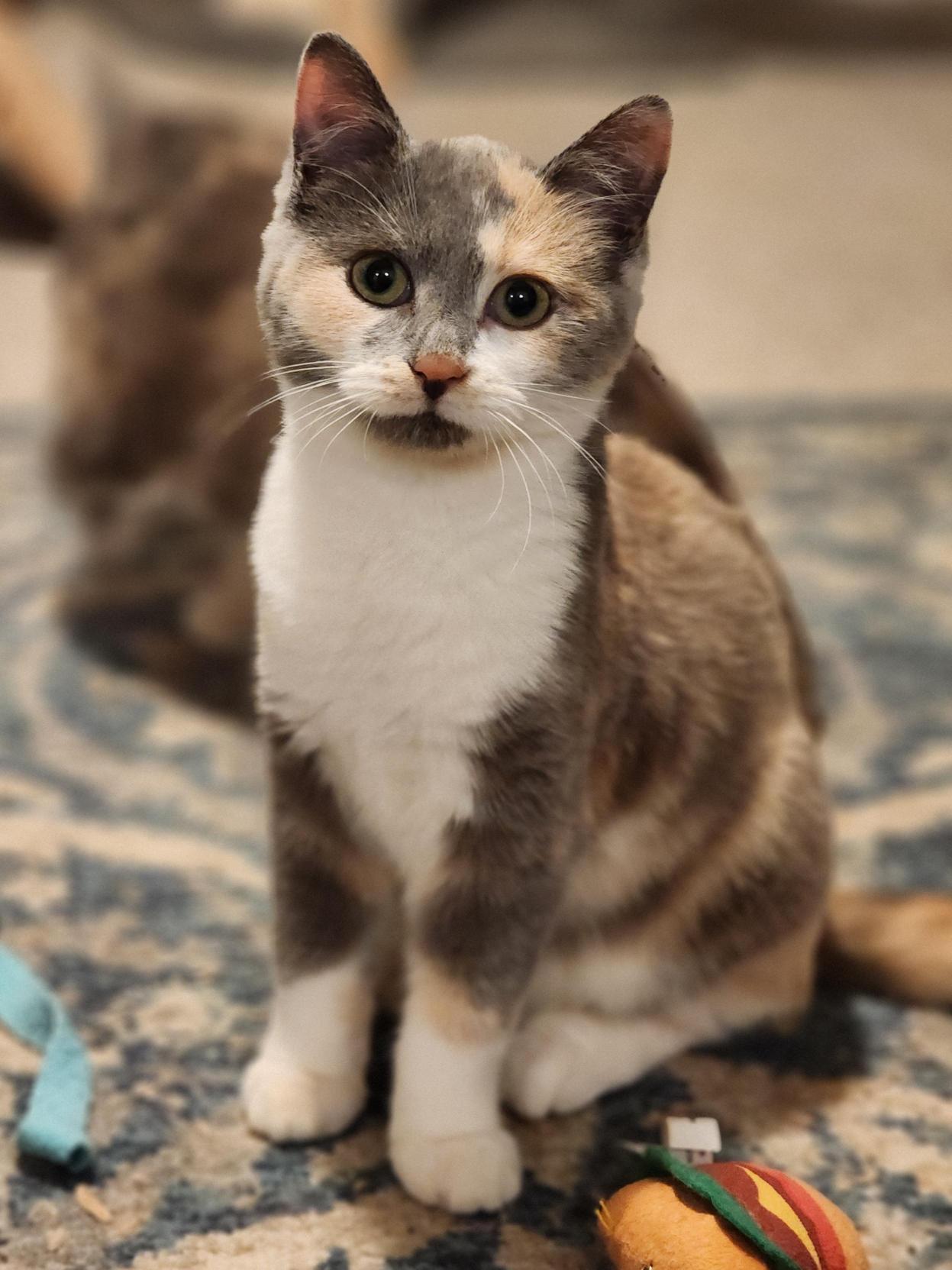 Enlarge Nia, an adopted Dilute Calico in Bristol, TN image 4/4