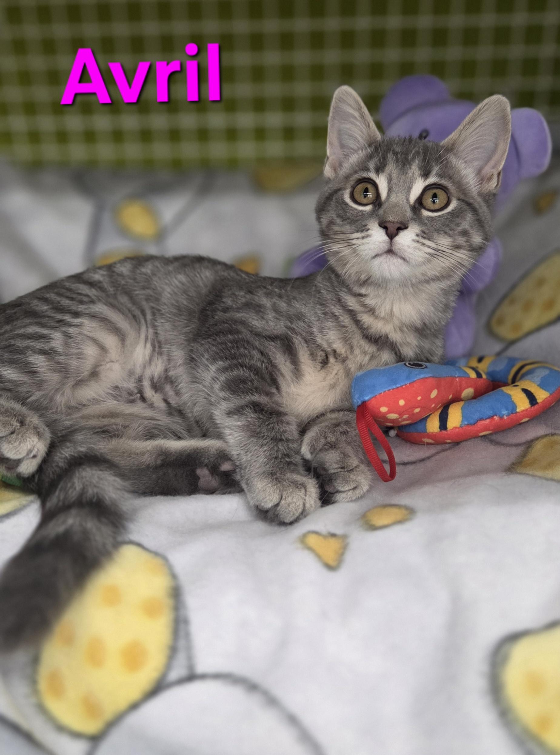 Enlarge Avril & Fleetwood, an adopted Domestic Short Hair in Brighton, MI image 6/6