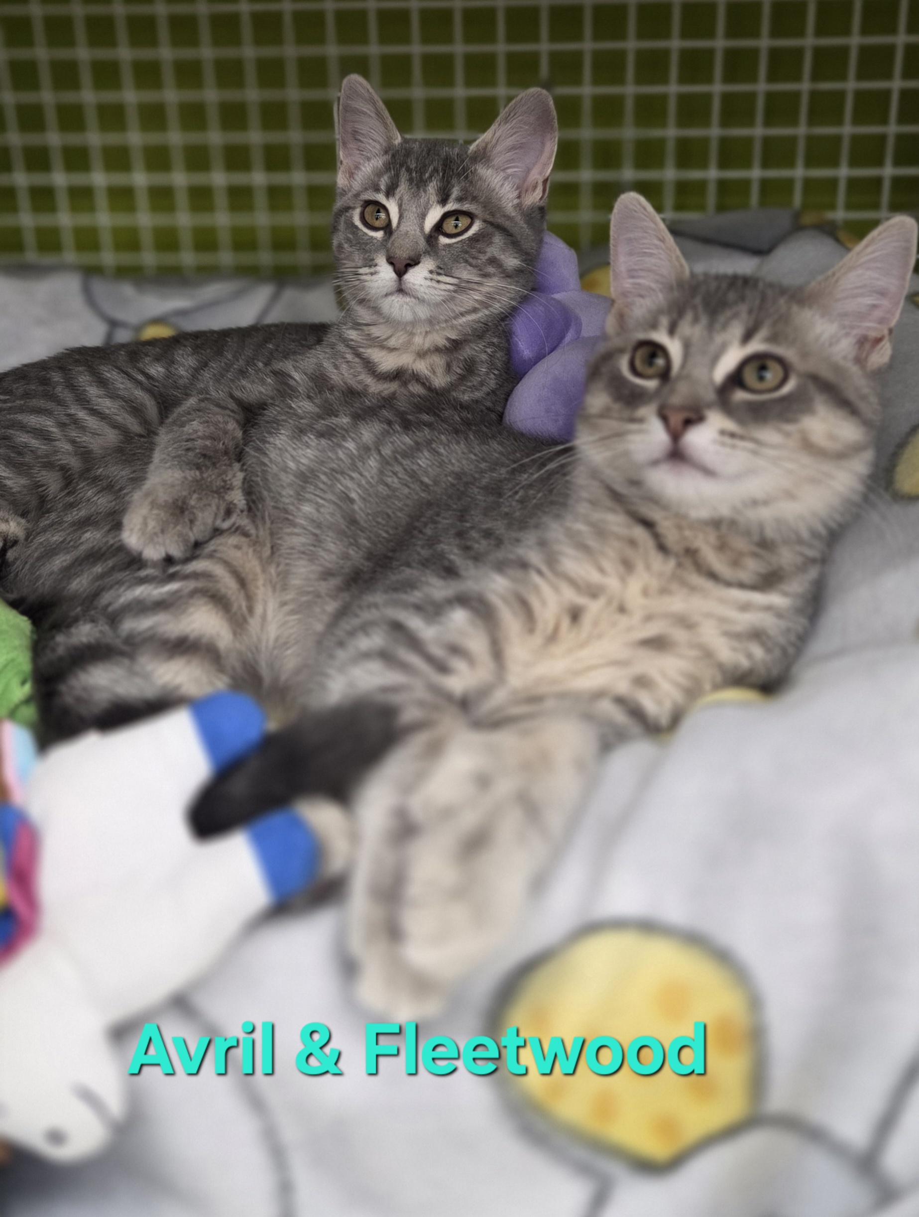 Enlarge Avril & Fleetwood, an adopted Domestic Short Hair in Brighton, MI image 2/6