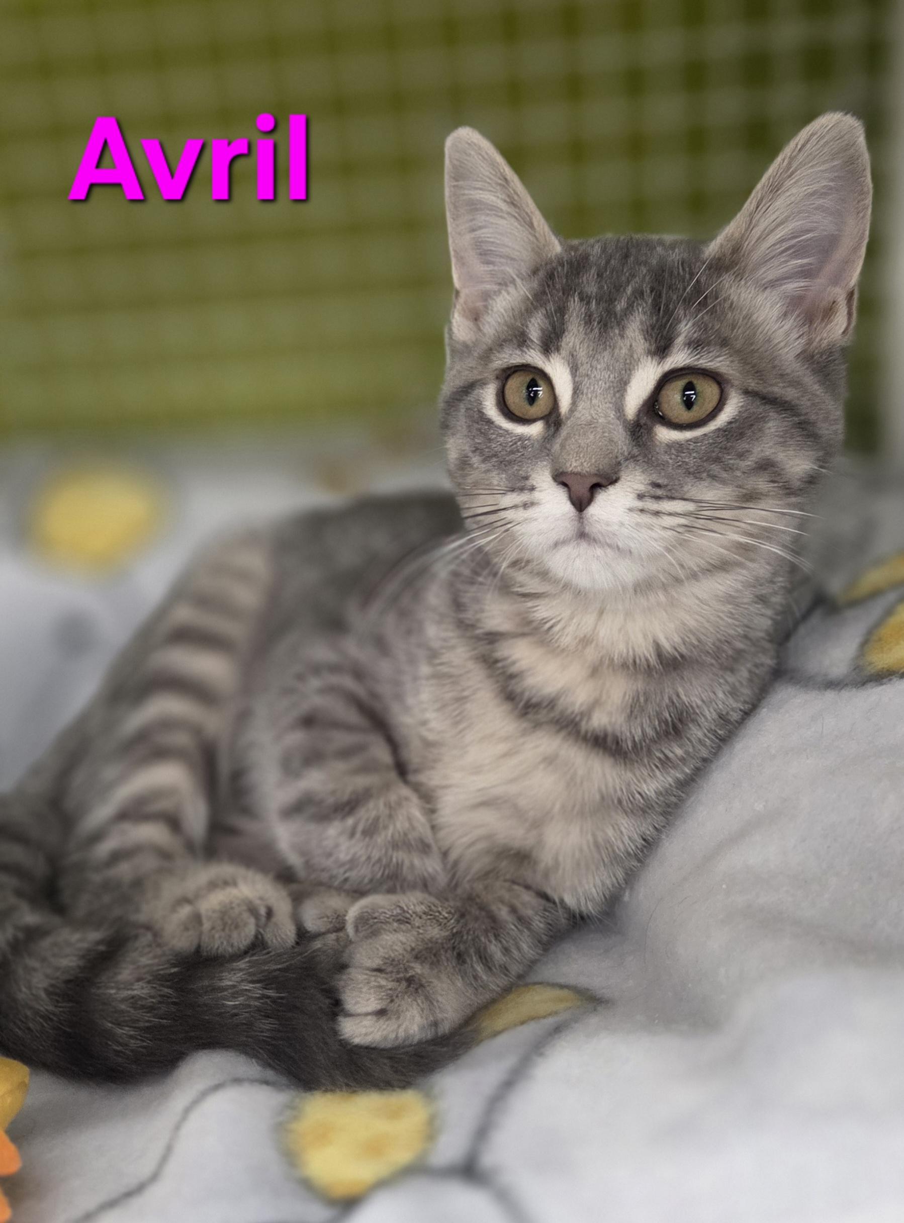 Enlarge Avril & Fleetwood, an adopted Domestic Short Hair in Brighton, MI image 1/6