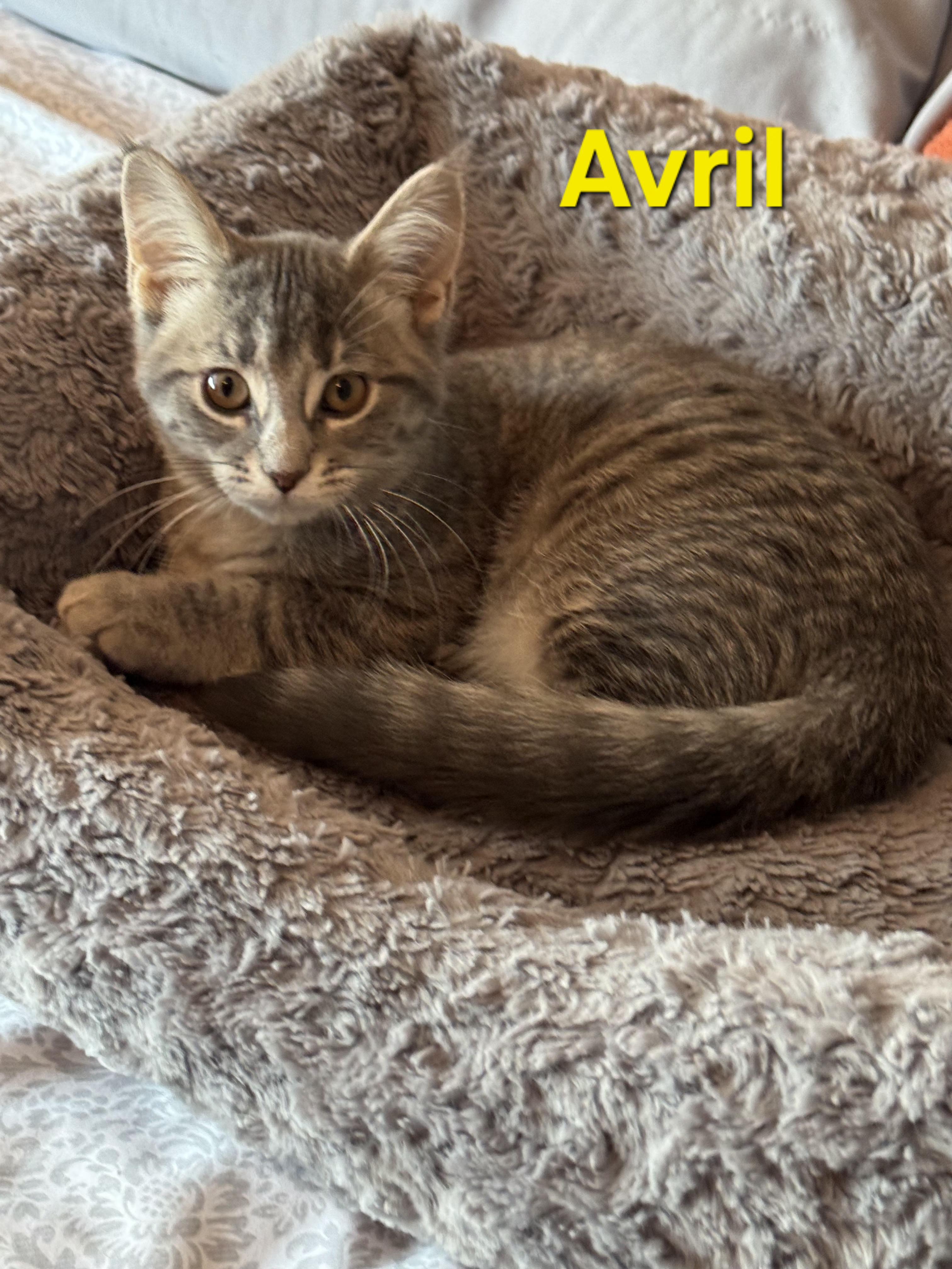 Enlarge Avril & Fleetwood, an adopted Domestic Short Hair in Brighton, MI image 3/6