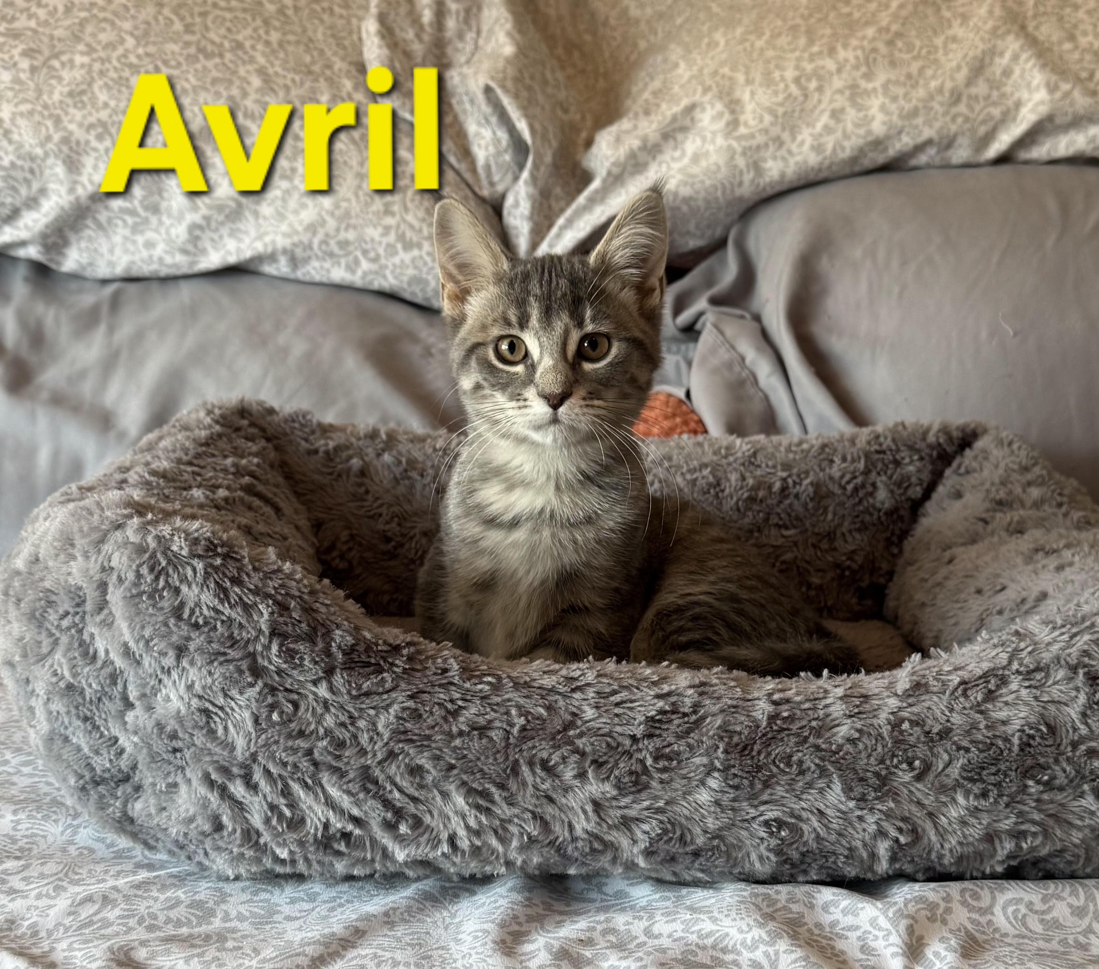 Enlarge Avril & Fleetwood, an adopted Domestic Short Hair in Brighton, MI image 5/6