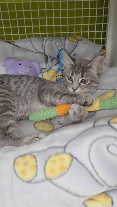 Enlarge Avril & Fleetwood, an adopted Domestic Short Hair in Brighton, MI video 4/6