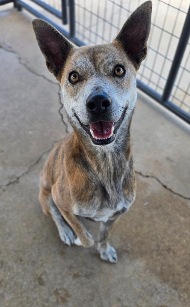 Nanook, Adoptable, Adult Female Terrier.