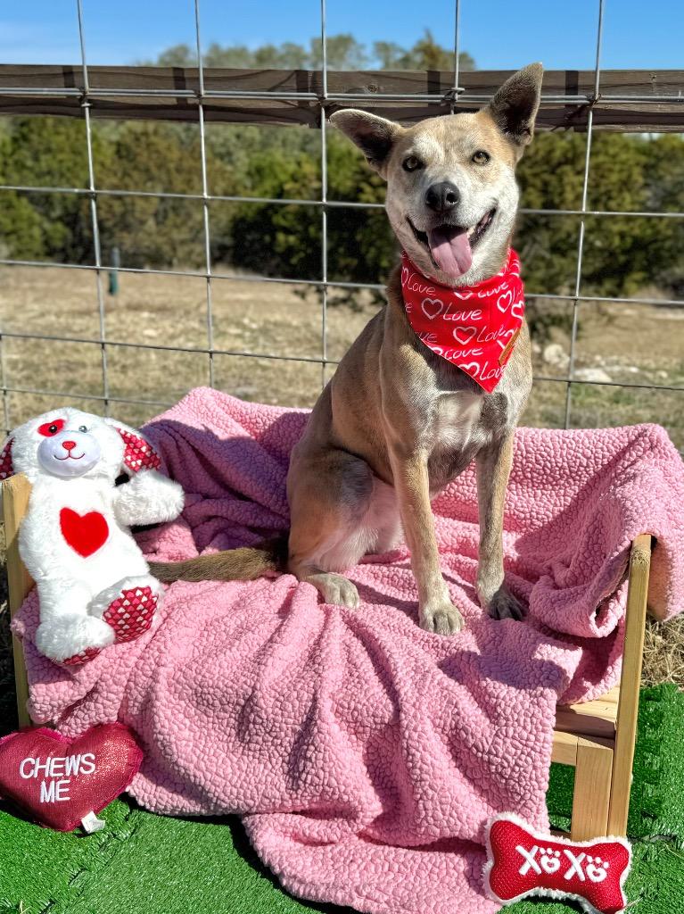 Nanook, Adoptable, Adult Female Terrier.