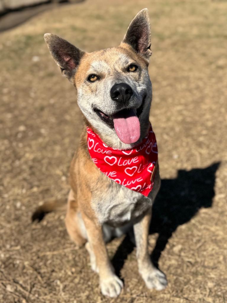 Nanook, a Adoptable Terrier in Canyon Lake, TX image 3/6
