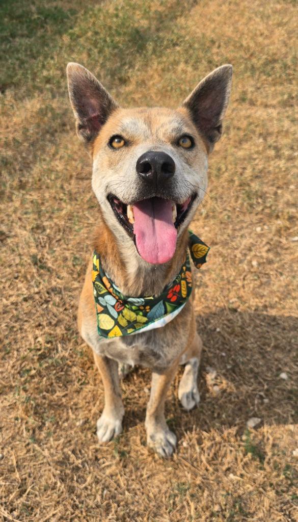 Enlarge Nanook, a Adoptable Terrier in Canyon Lake, TX image 3/3